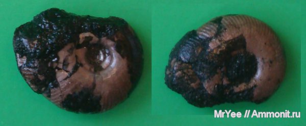 Фили, Craspedites, Кунцево