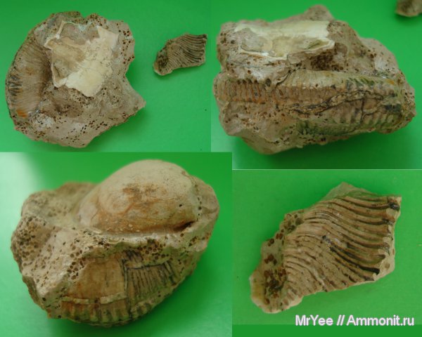 верхний келловей, Щёлковский карьер