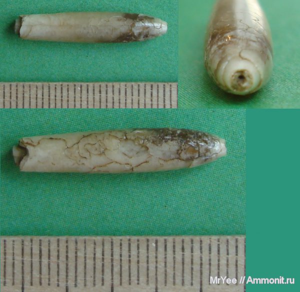 белемниты, Hibolithes, Щёлковский карьер, belemnites