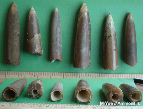белемниты, Acroteuthis, Щёлковский карьер, belemnites