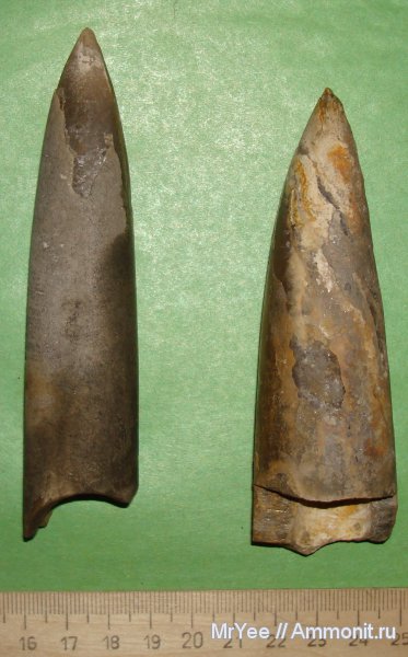 белемниты, Acroteuthis, Щёлковский карьер, belemnites