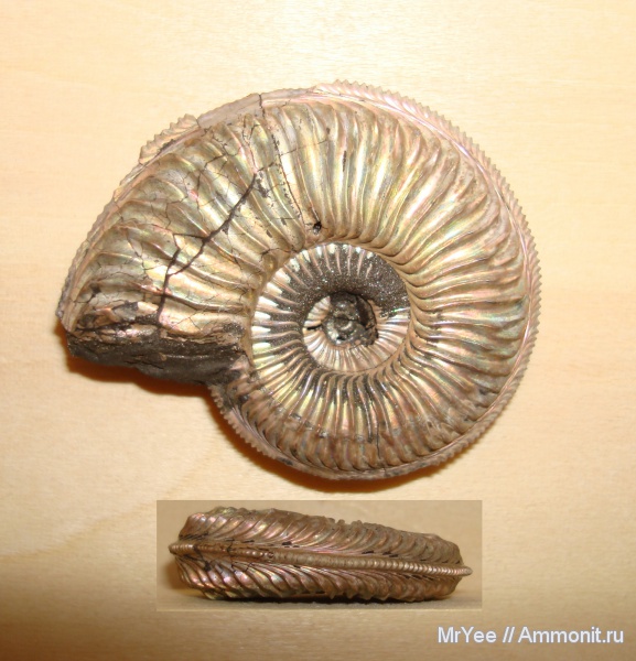 Бронницы, Марково, Amoeboceras