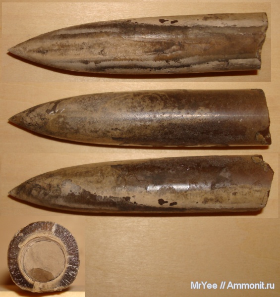 белемниты, Бронницы, Марково, belemnites