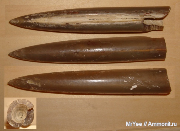 белемниты, Holcobeloides, belemnites