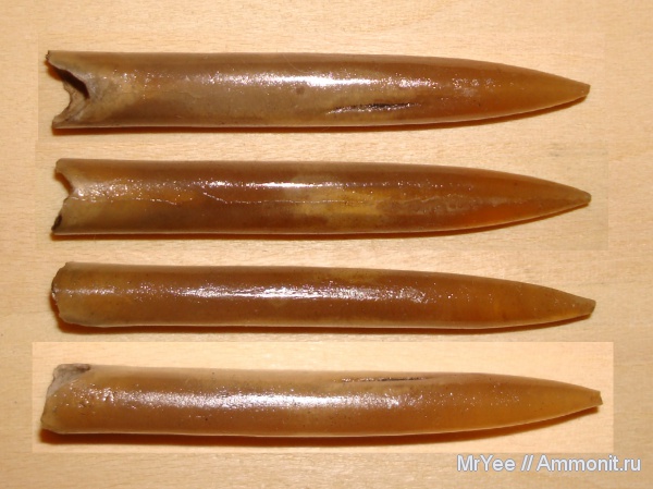 белемниты, прижизненные повреждения, Филевский парк, Суворовский парк, belemnites