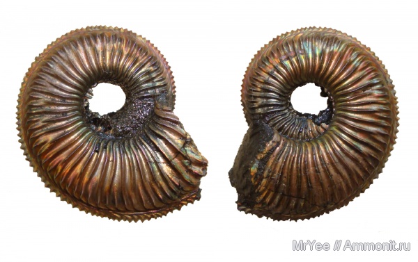 Бронницы, Марково, Amoeboceras