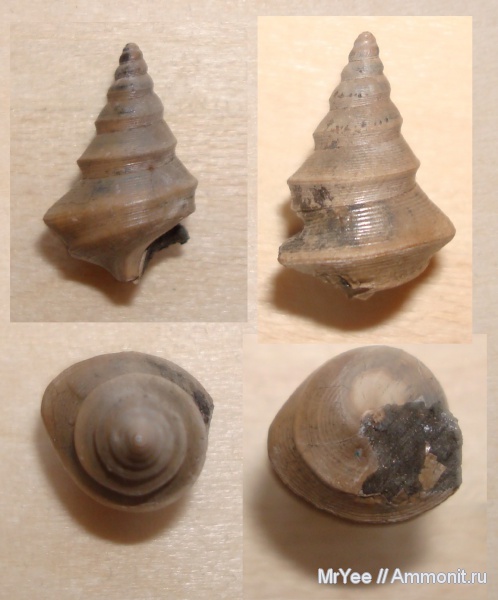 Бронницы, Марково, Dicroloma, прижизненные повреждения, деформация, Aporrhaidae