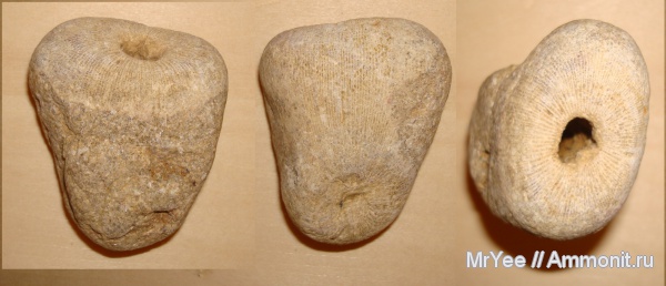 С чего всё начиналось, и другие околопалеонтологические материалы.