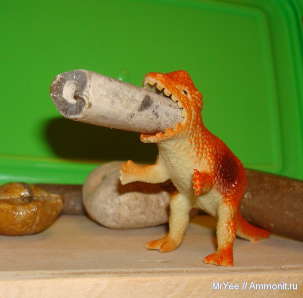 белемниты, прижизненные повреждения, belemnites