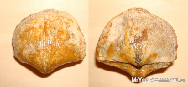 брахиоподы, Choristites