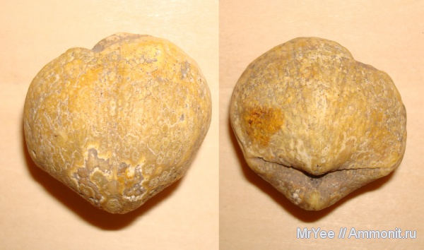 брахиоподы, Choristites