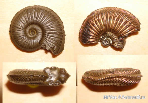 Бронницы, Марково, Amoeboceras, прижизненные повреждения