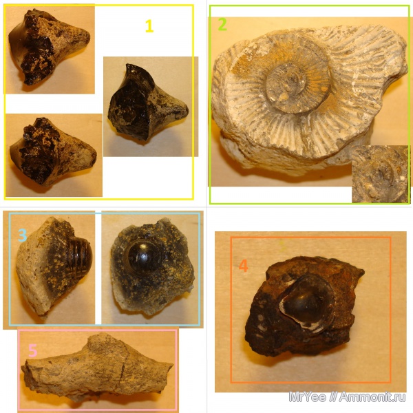 белемниты, мшанки, Kosmoceras, двустворчатые моллюски, Euaspidoceras, фрагмоконы, belemnites, phragmocones