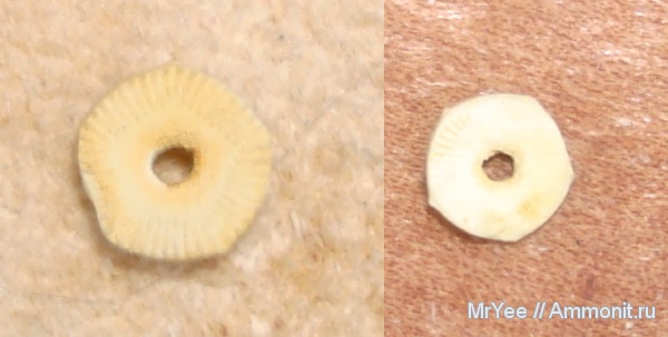 морские лилии, криноидеи, членики морских лилий