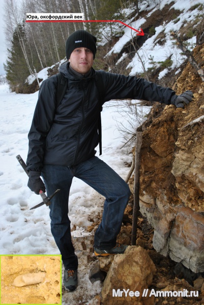 морские ежи, оксфорд, юрский период, каменноугольный период, келловей, Carboniferous, Oxfordian, Callovian, Jurassic, Middle Jurassic