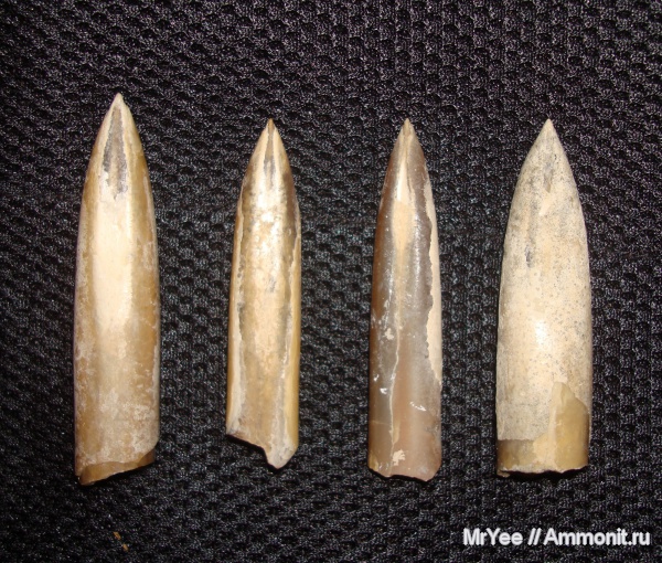 белемниты, юрский период, волжский ярус, зона Epivirgatites nikitini, Volgian, Jurassic, belemnites