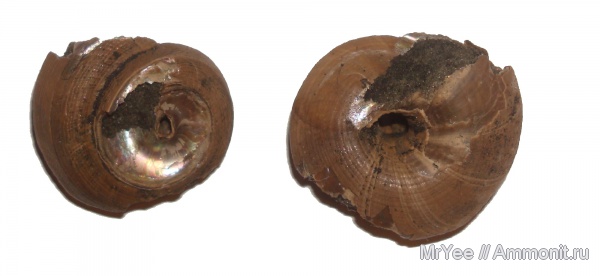 гастроподы, волжский ярус, Bathrotomaria, Volgian