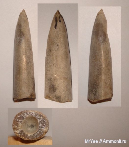 белемниты, юрский период, волжский ярус, прижизненные повреждения, зона Epivirgatites nikitini, Volgian, Jurassic, belemnites