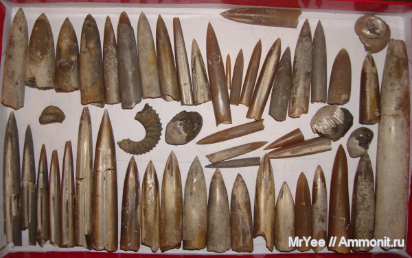 аммониты, белемниты, брахиоподы, юрский период, волжский ярус, зона Epivirgatites nikitini, Ammonites, Volgian, Jurassic, belemnites