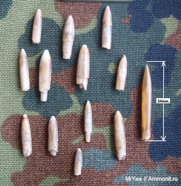 белемниты, оксфорд, юрский период, Hibolites, Oxfordian, Jurassic, belemnites