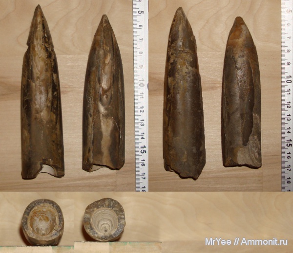 белемниты, оксфорд, оксфордский ярус, Oxfordian, Upper Jurassic, belemnites