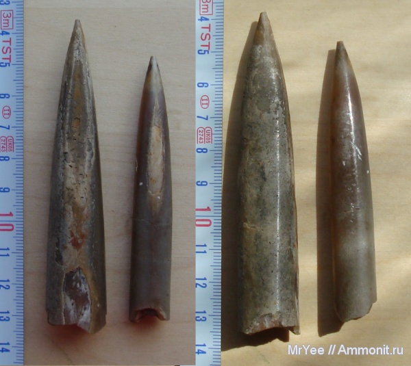 белемниты, оксфорд, оксфордский ярус, Oxfordian, Upper Jurassic, belemnites