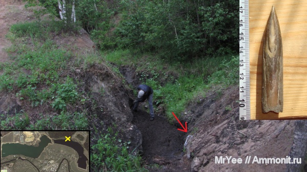 белемниты, оксфорд, оксфордский ярус, Oxfordian, Upper Jurassic, belemnites