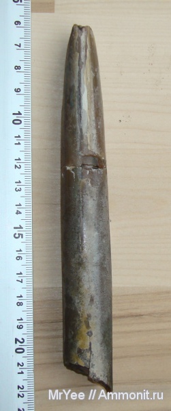 белемниты, юрский период, Cylindroteuthis, келловей, Callovian, Jurassic, Middle Jurassic, belemnites