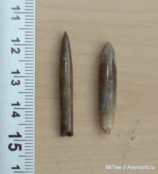 белемниты, оксфорд, юрский период, Hibolites, оксфордский ярус, Oxfordian, Jurassic, Upper Jurassic, belemnites