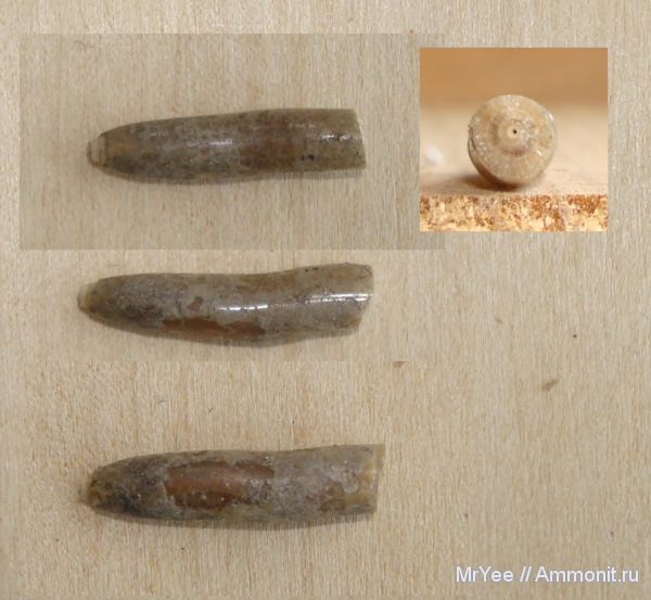 белемниты, юра, оксфорд, Hibolites, прижизненные повреждения, оксфордский ярус, Oxfordian, Jurassic, Upper Jurassic, belemnites