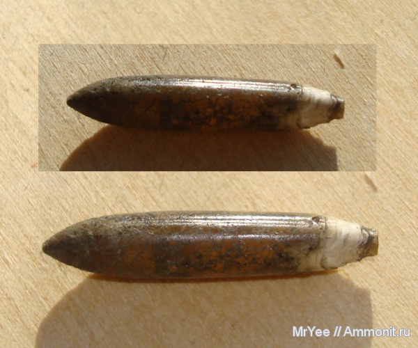 белемниты, юра, оксфорд, Hibolites, оксфордский ярус, Oxfordian, Jurassic, Upper Jurassic, belemnites