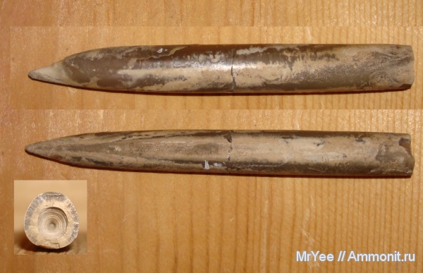 белемниты, юра, келловей, Callovian, Jurassic, Middle Jurassic, belemnites