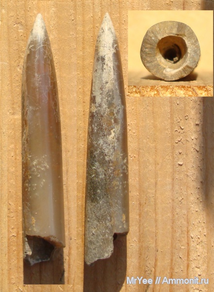 белемниты, юра, оксфорд, Oxfordian, Jurassic, belemnites