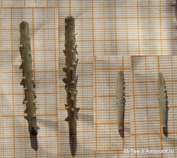 морские ежи, юра, Фили, волжский ярус, Rhabdocidaris, Кунцево, Суворовский парк, Volgian, Jurassic