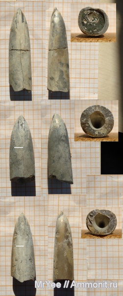 белемниты, юра, Фили, юрский период, волжский ярус, Кунцево, pachyteuthis russiensis, Суворовский парк, Volgian, Jurassic, belemnites