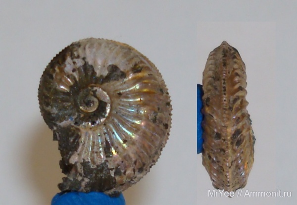 Cardioceras, юрский период, отвалы метро, Jurassic