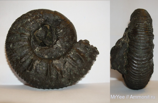 Zaraiskites, Zaraiskites scythicus, отвалы метро