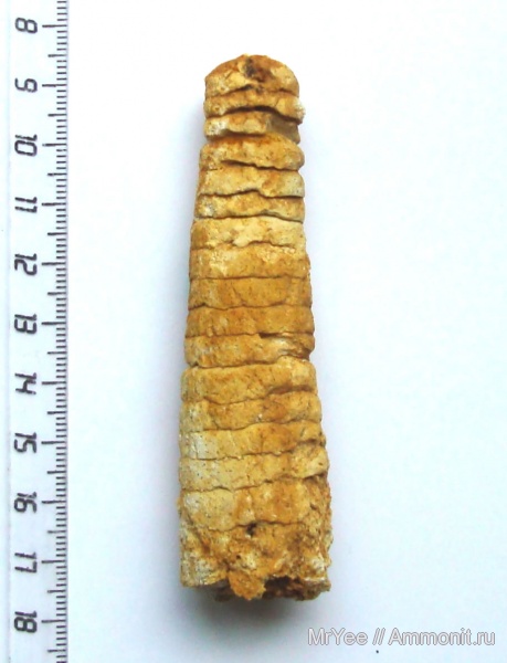 карбон, головоногие моллюски, Mooreoceras, средний карбон