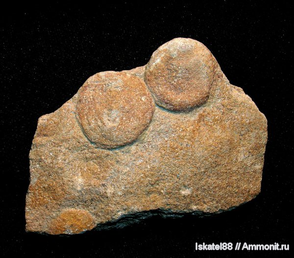 венд, Украина, Nemiana, Nemiana simplex