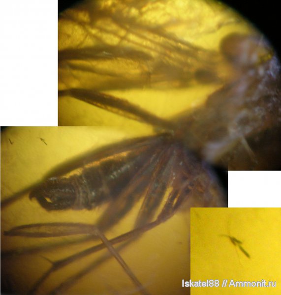 насекомые, янтарь