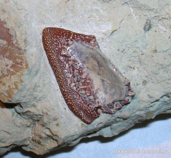 рыбы, зубы, нижний карбон, Калиновские выселки, fish, teeth