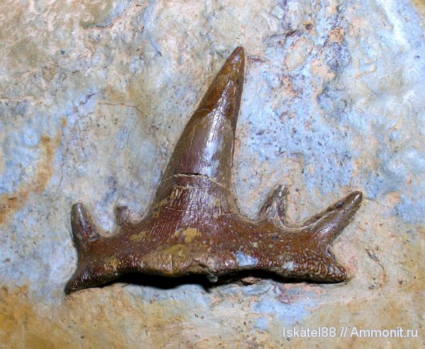 рыбы, зубы, нижний карбон, Калиновские выселки, Ctenacanthiformes, fish, teeth