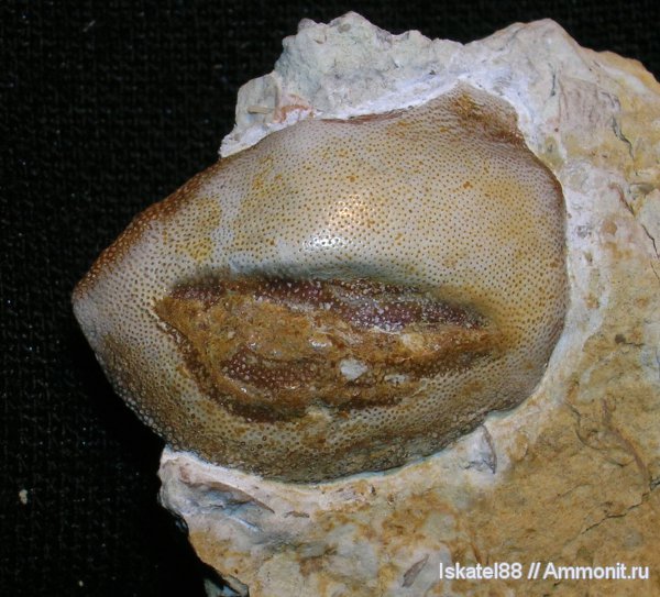 рыбы, зубы, нижний карбон, прижизненные повреждения, Калиновские выселки, Cochliodontiformes, Psephodus, fish, teeth