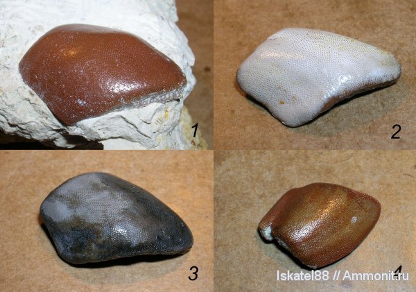 рыбы, зубы, нижний карбон, Калиновские выселки, Cochliodontiformes, Psephodus, fish, teeth
