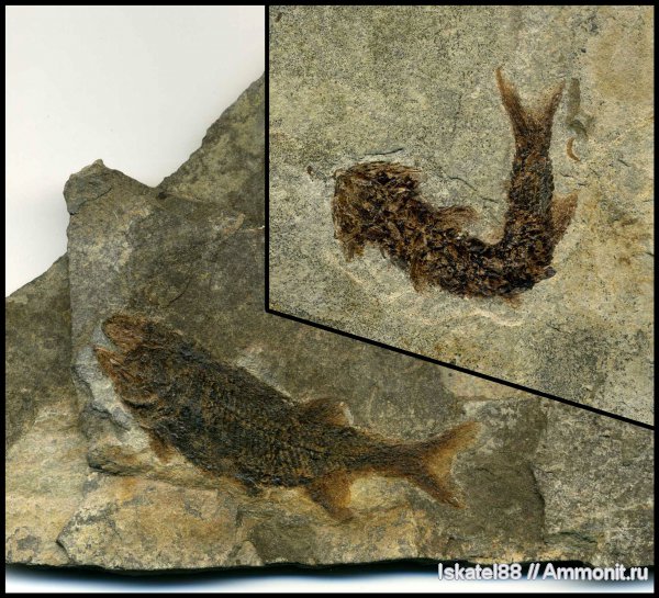 рыбы, нижний карбон, Palaeonisciformes, fish