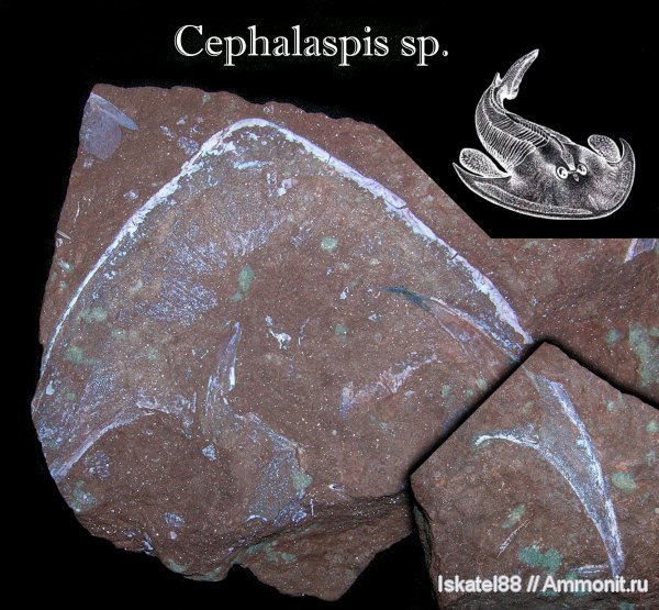 девон, Devonian, Agnatha, Cephalaspis, бесчелюстные рыбы