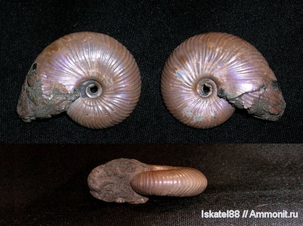 аммониты, юра, Михайлов, Funiferites, келловей, Funiferites patruus, Ammonites, Callovian, Jurassic, Middle Jurassic