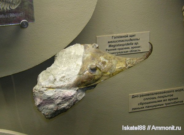 ордовик, ПИН, Ленинградская область, Megistaspidella, Ordovician