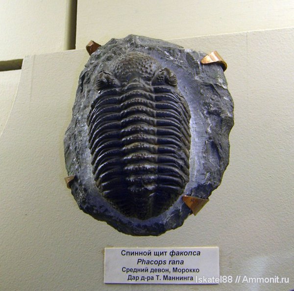 девон, Марокко, ПИН, Devonian, Phacops