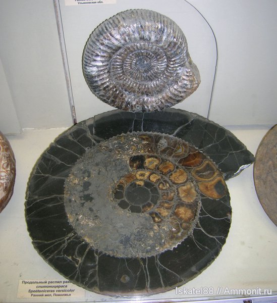 ПИН, Speetoniceras, Speetoniceras versicolor, Hauterivian